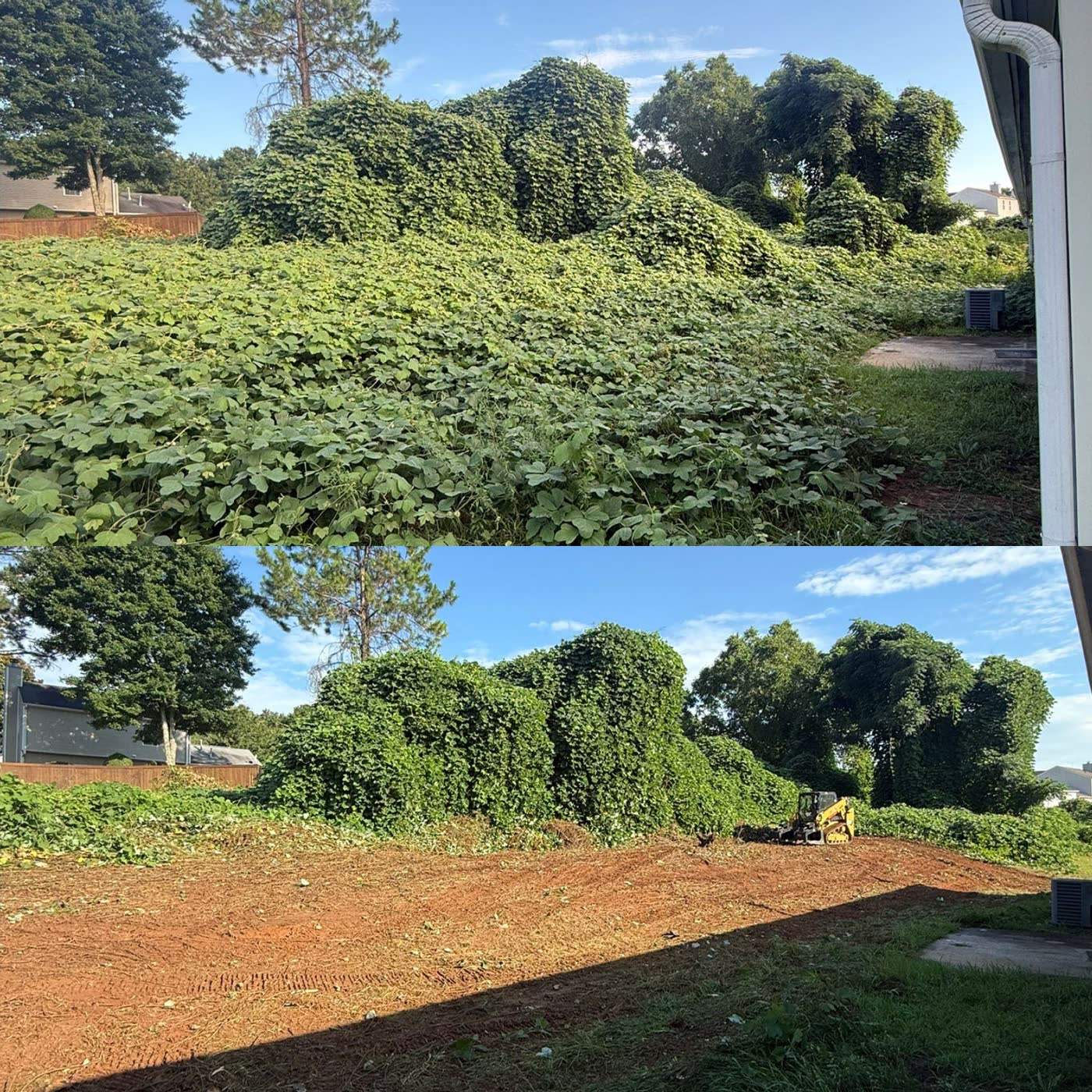 Before and after of a kudzu-covered lot cleared and mulched to bare ground