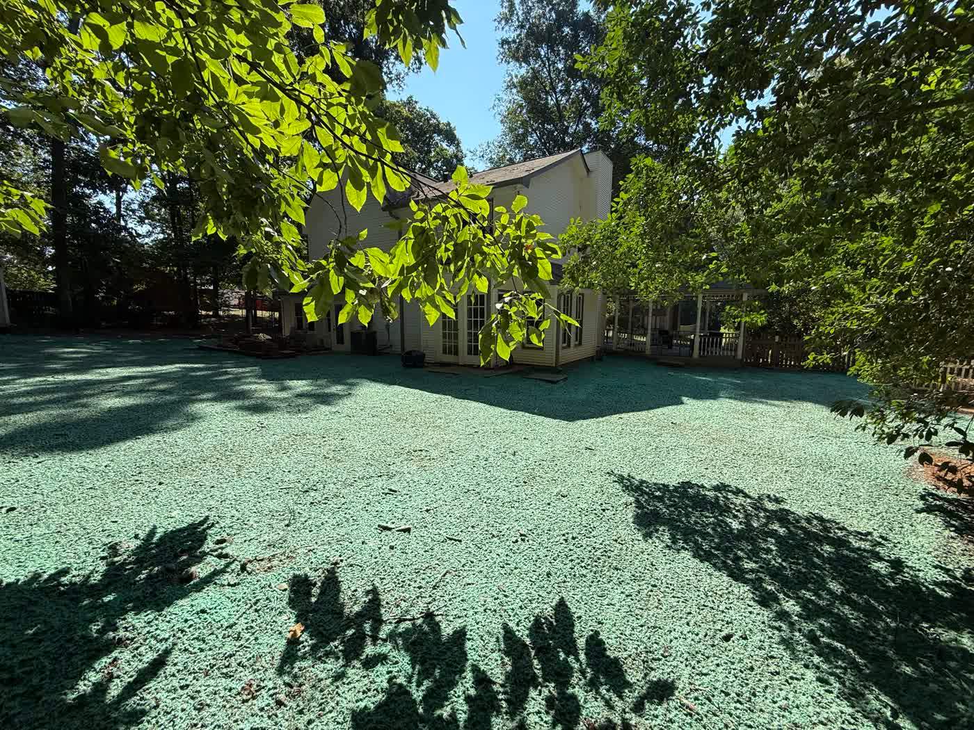 Fresh green hydroseed across a shaded front lawn