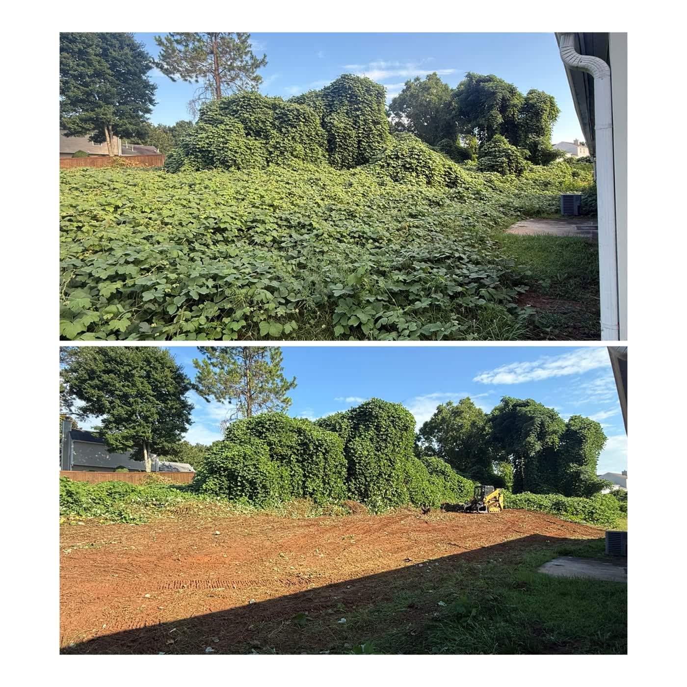 Before and after of a kudzu-covered lot mulched down to bare ground