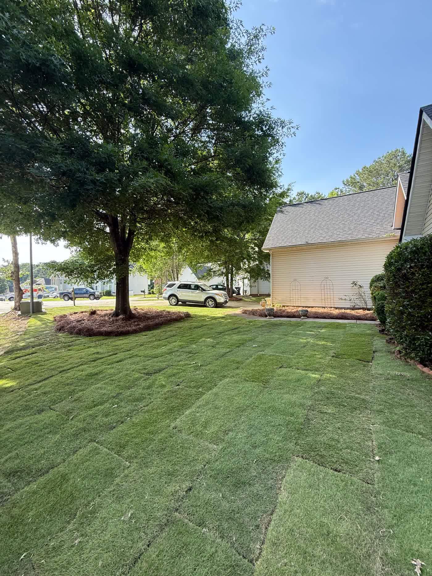 Fresh sod lawn under a mature shade tree