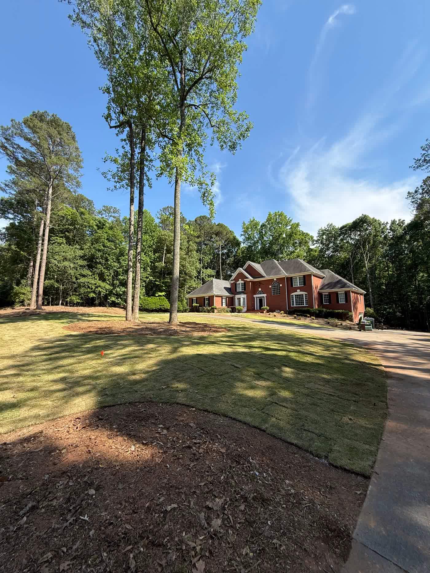 New sod lawn running between mature trees to a home