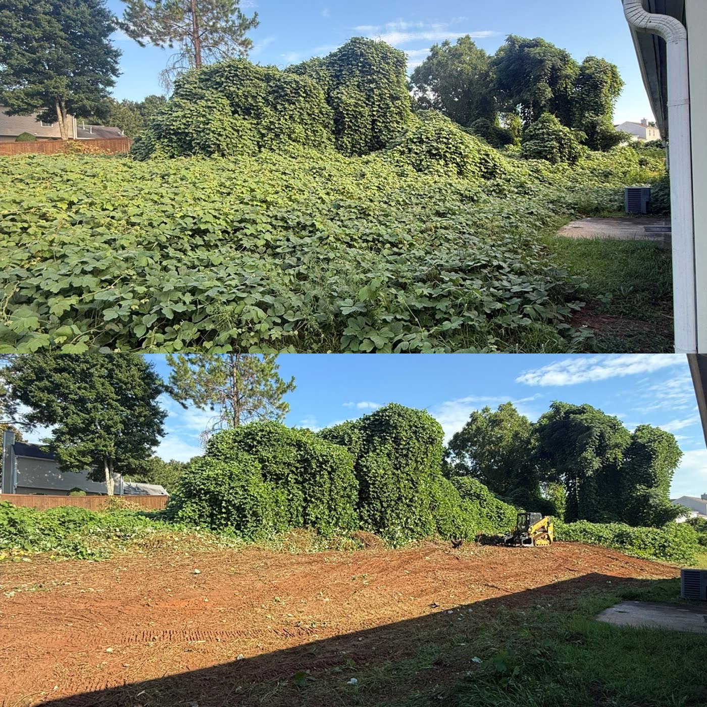 Before and after of a kudzu-covered lot cleared and mulched to bare ground